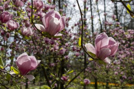 Cvetoče magnolije Arboretum Volčji Potok Foto Mateja Račevski-3